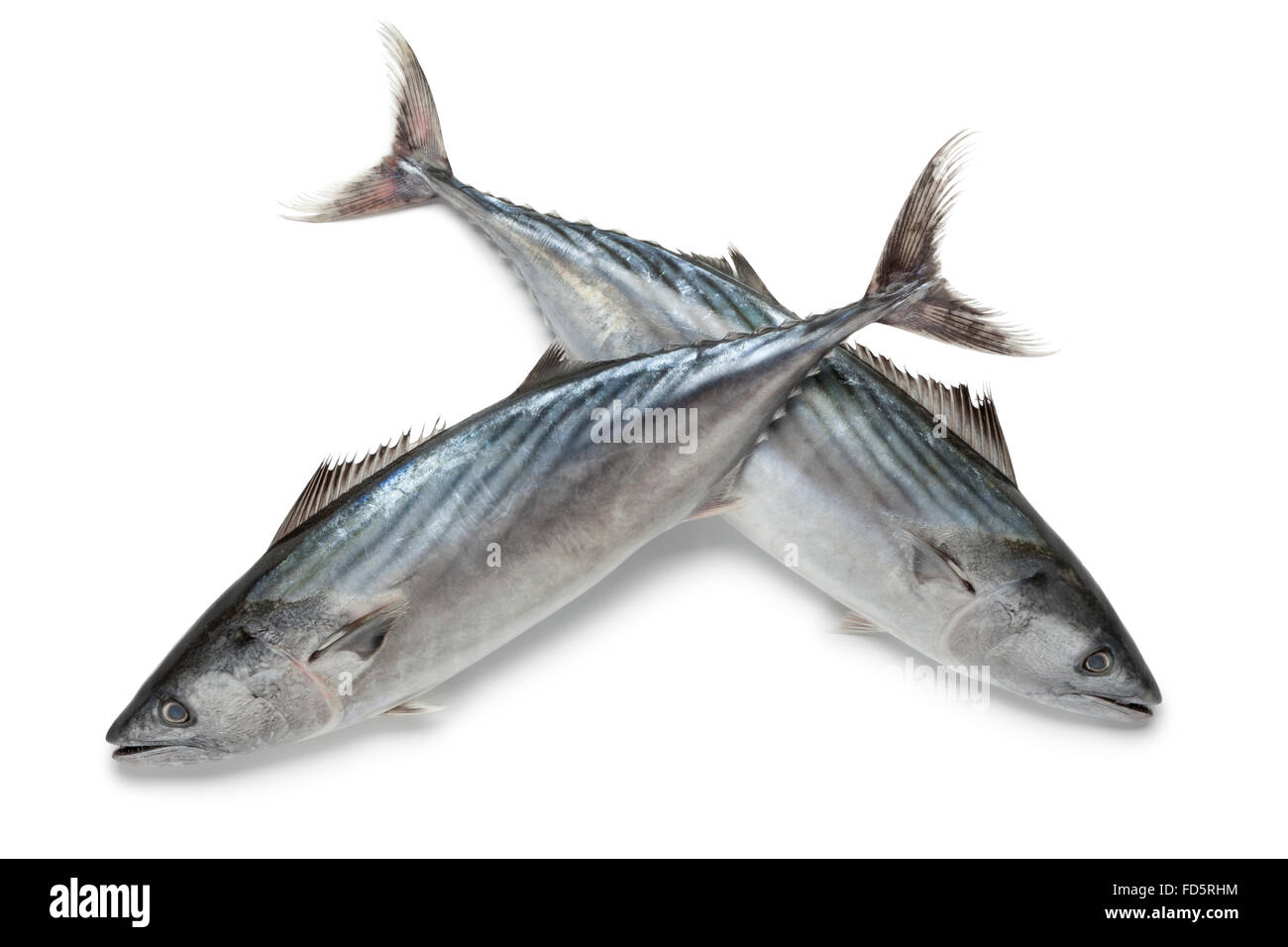 Frische Bonito Fische auf weißem Hintergrund Stockfoto
