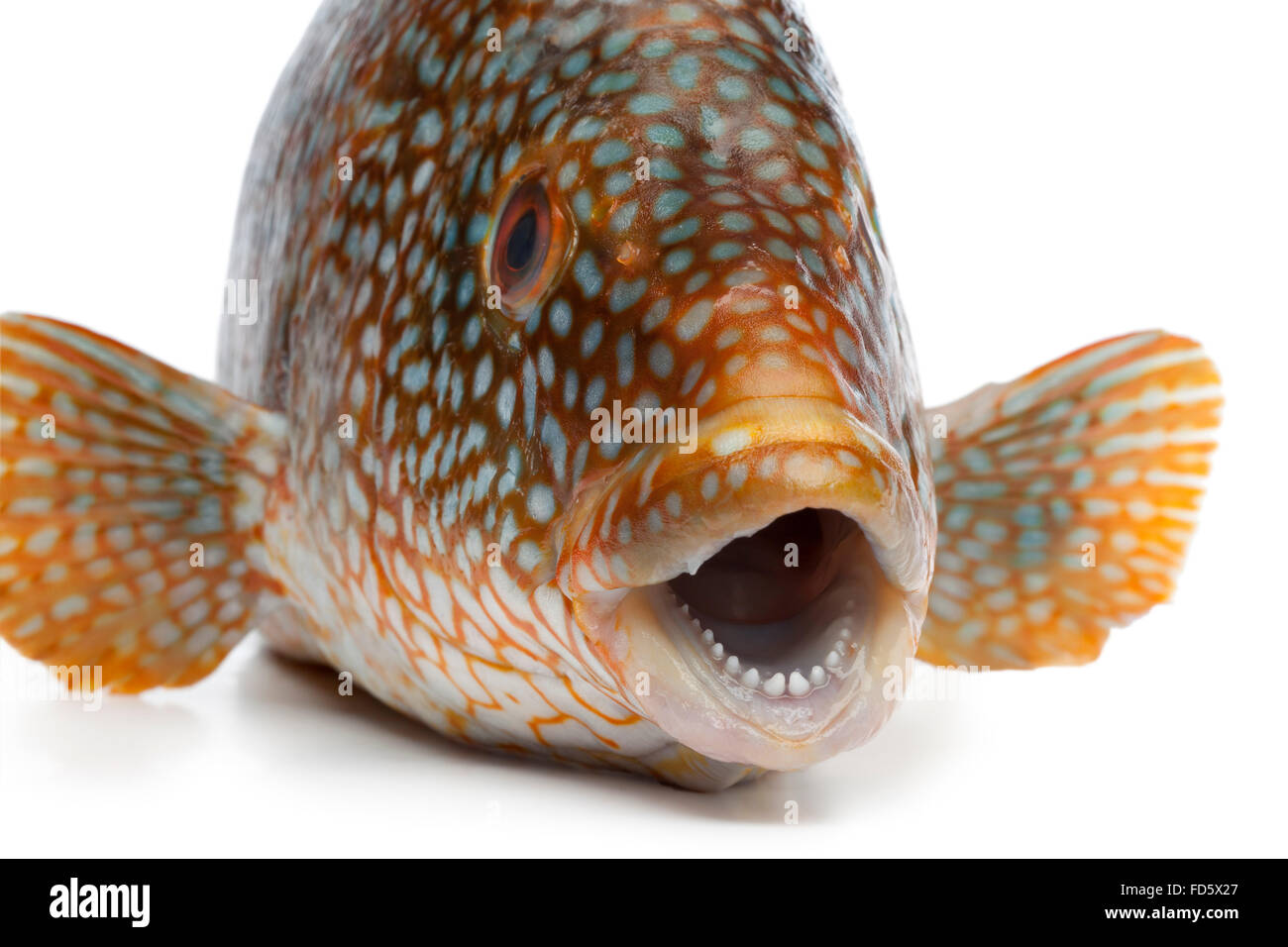 Nahaufnahme eines Fisches frische Zackenbarsch auf weißem Hintergrund Stockfoto