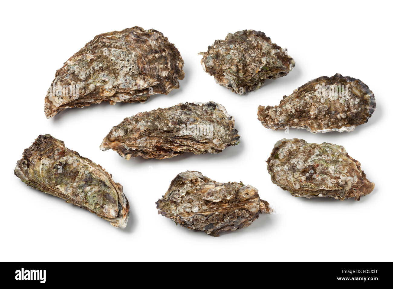 Gesamte Pazifische Austern auf weißem Hintergrund Stockfoto