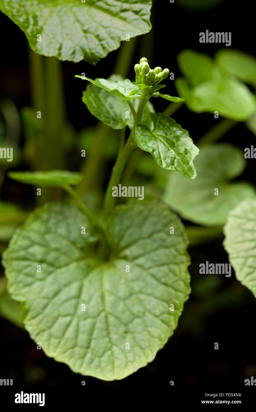 Wasabi Blütenpflanze und Blätter Stockfoto