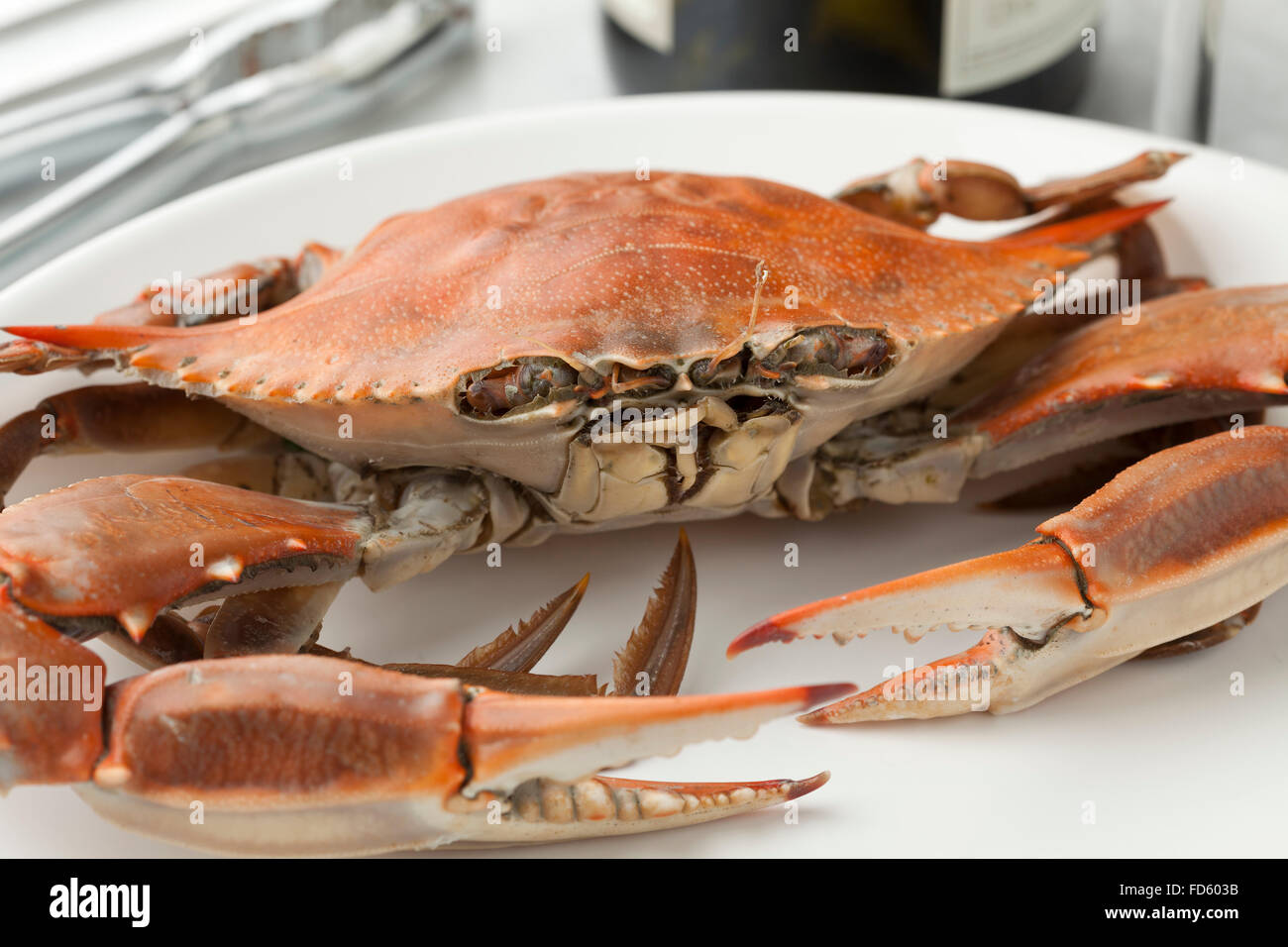 Gekochte blaue Krabbe auf einem Teller Stockfoto