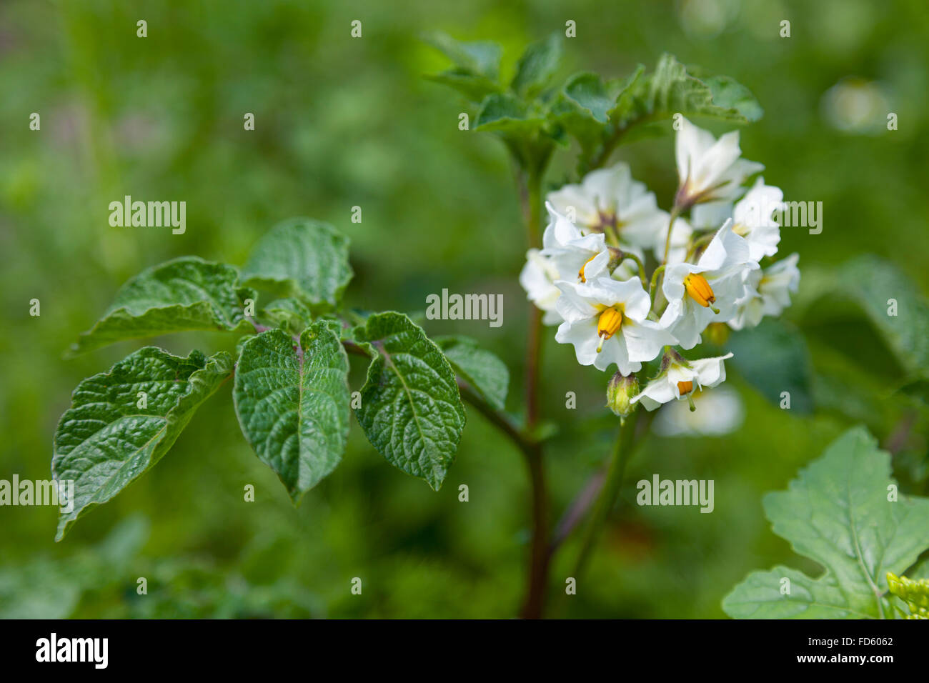 Weiße Blüte Solanum Tuberosum, Kartoffel Stockfoto