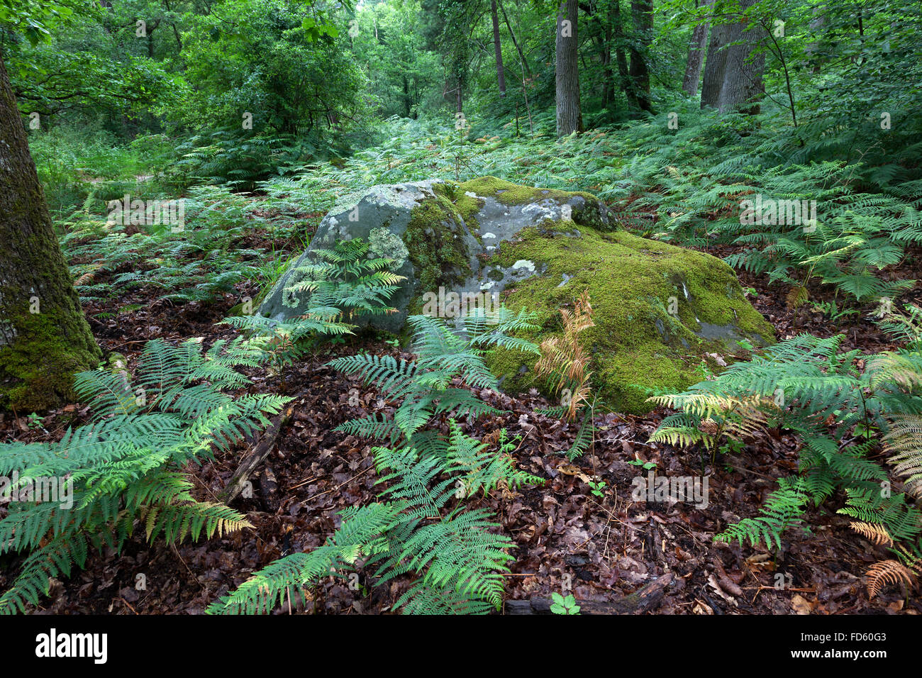 Farne und einen Stein mit Moos im Wald Stockfoto