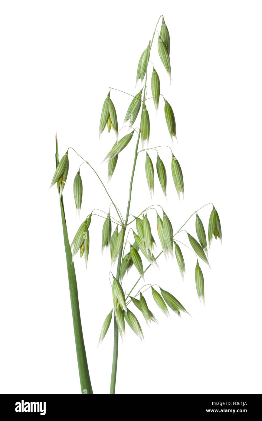 Frischen Hafer Pflanze auf weißem Hintergrund Stockfoto