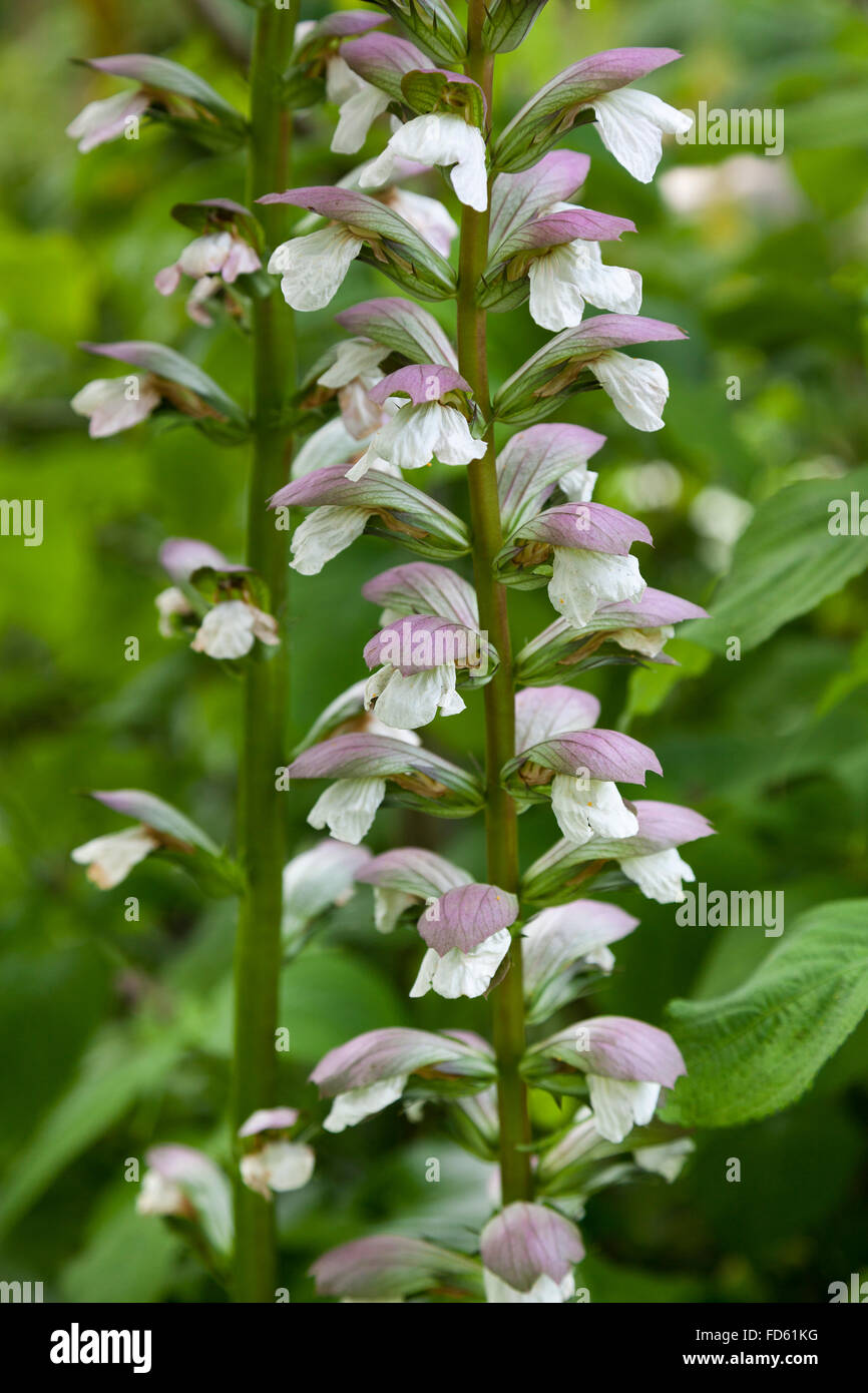 Frische blühende Salvia sclarea Stockfoto