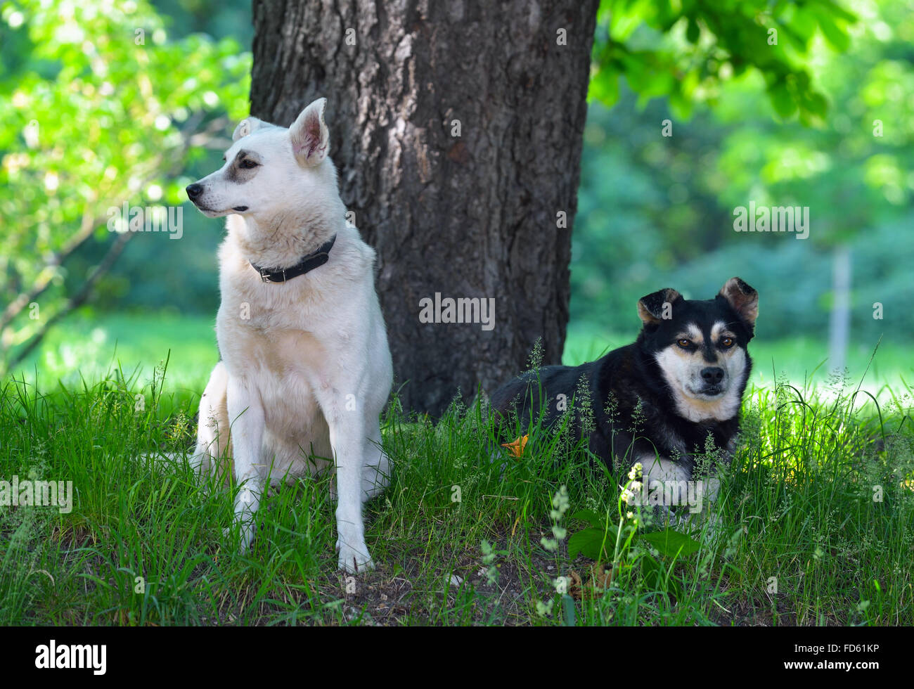 Streunende Hunde auf dem Rasen im Stadtpark Stockfoto