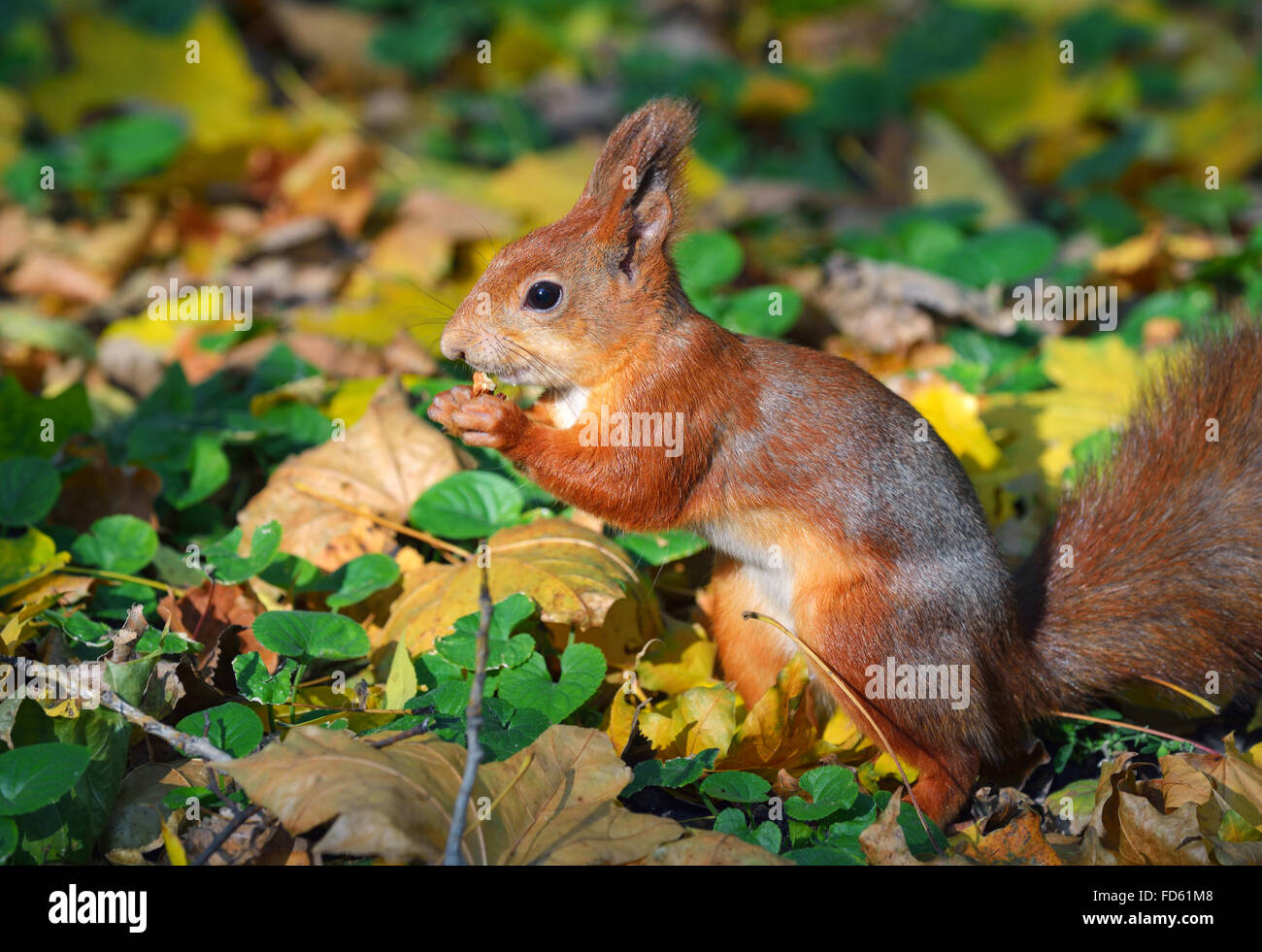 Braune Eichhörnchen Verzehr von Nüssen unter dem Laub im herbstlichen Wald Stockfoto