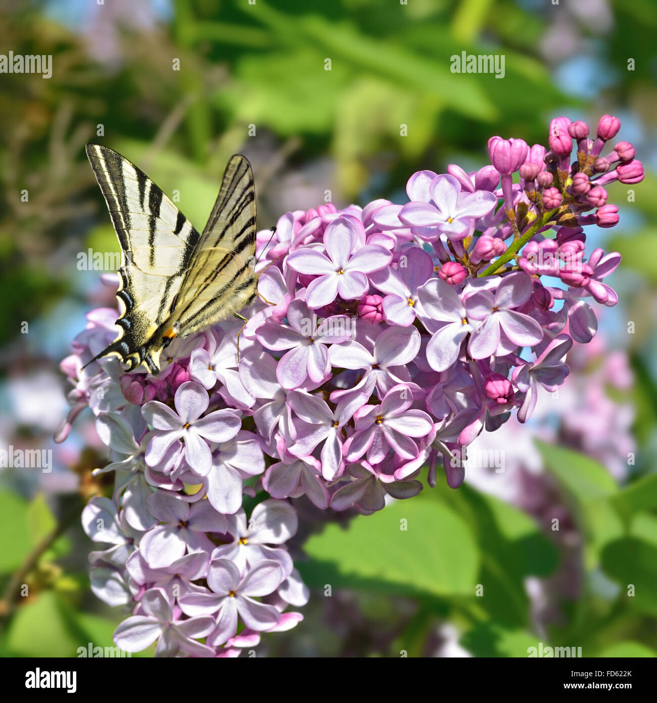 Schmetterling sitzt auf einem lila Blüten im Frühling Stockfoto