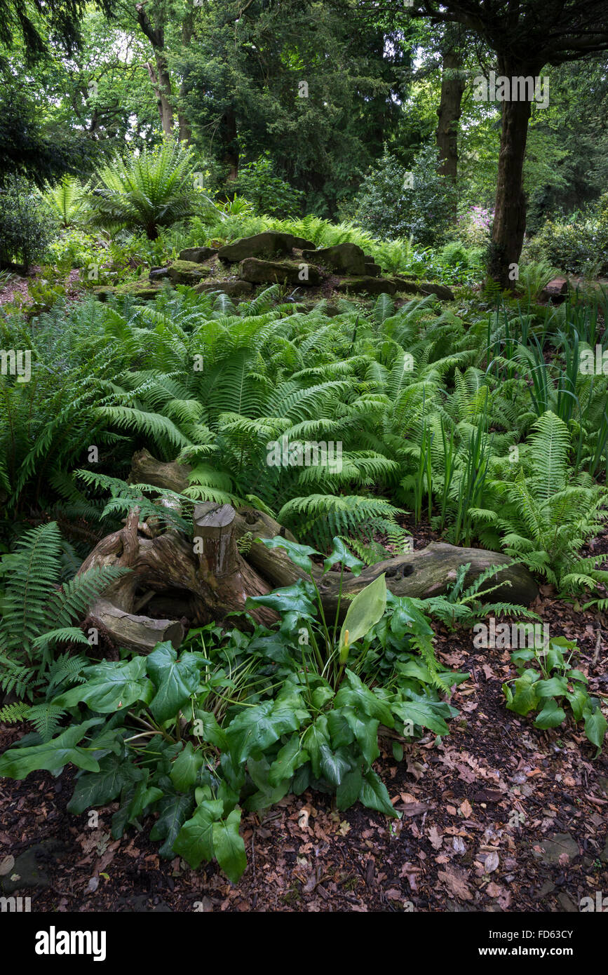 Grüne Schatten liebende Pflanzen an den Stumpery und Fernery Wentworth Castle Gardens, Barnsley, Yorkshire. Stockfoto