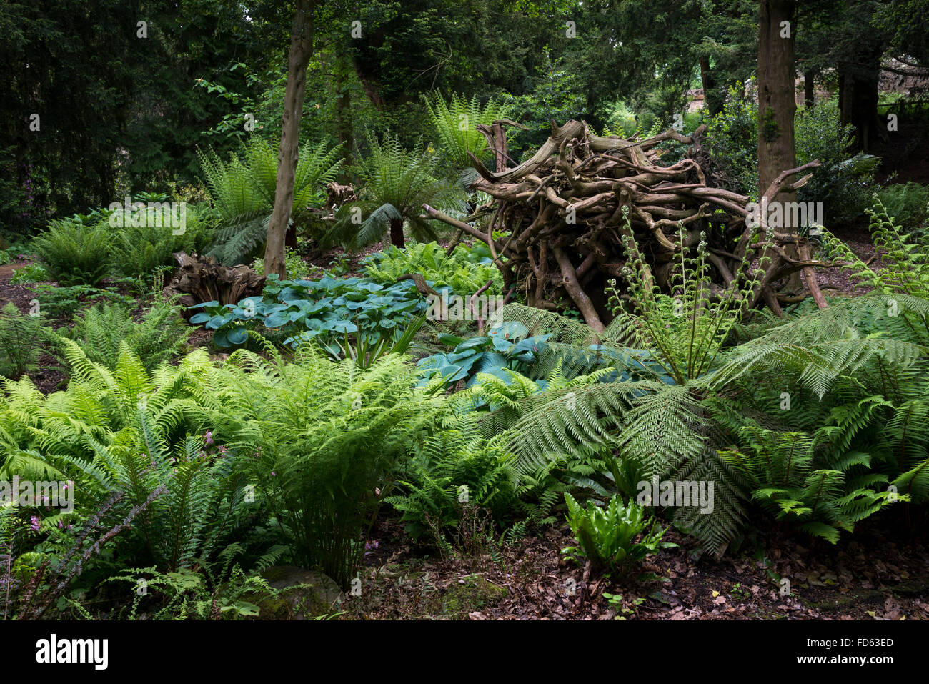 Grüne Schatten liebende Pflanzen an den Stumpery und Fernery Wentworth Castle Gardens, Barnsley, Yorkshire. Stockfoto