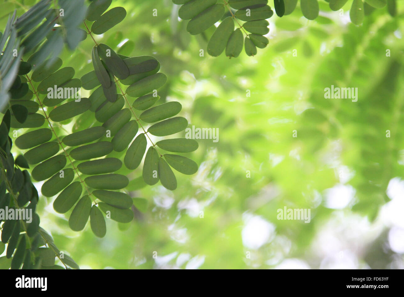 Kühle, erfrischende Farn grünes Blatt mit bokeh Stockfoto