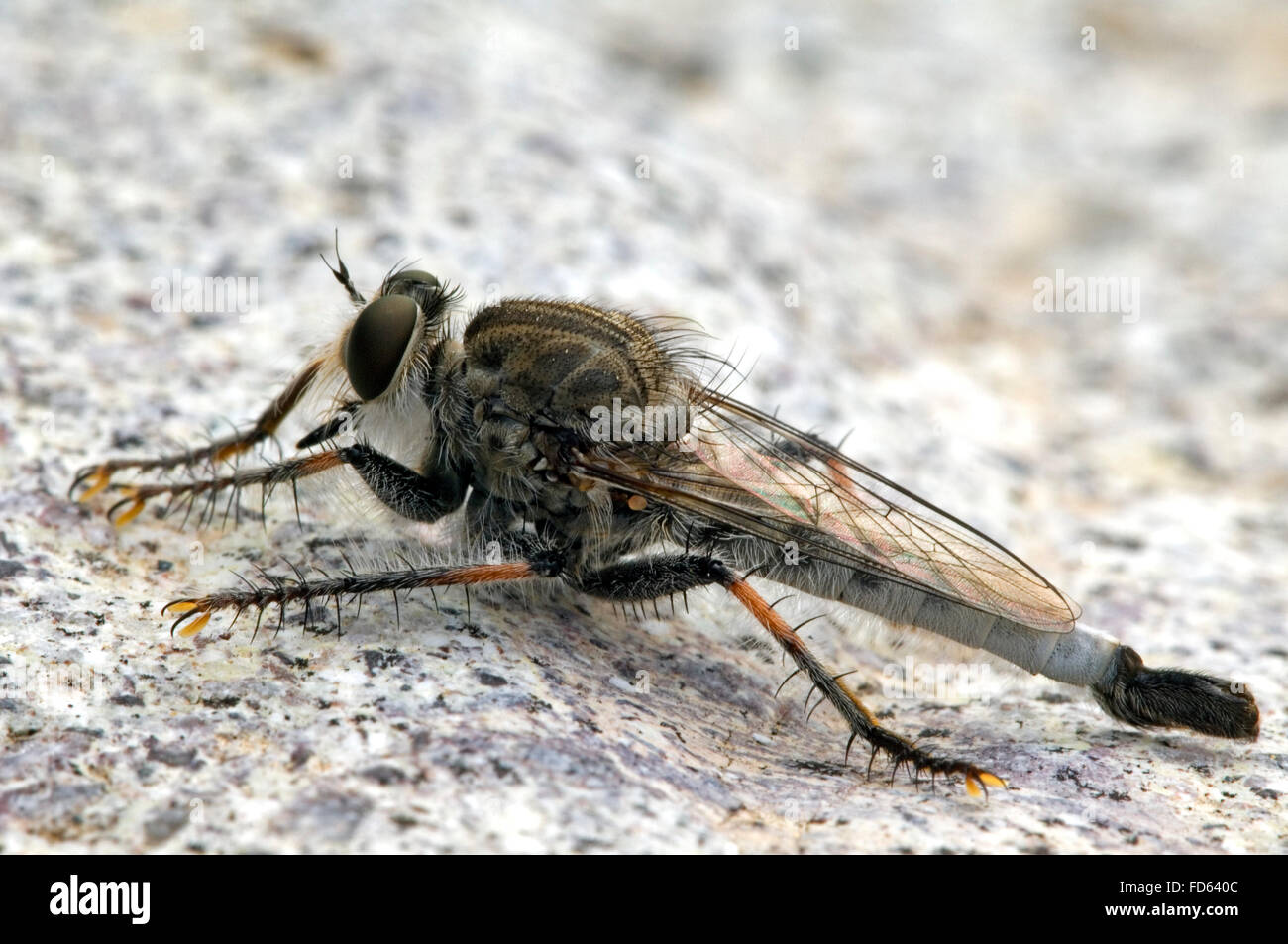 Robber Fly / Assassin fliegen (Asilidae SP) auf Felsen, Arizona Stockfoto