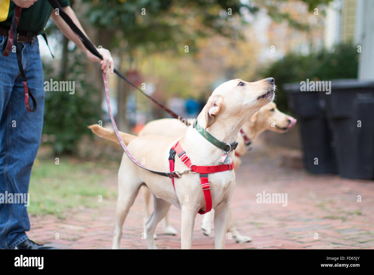 Die Straße hinunter zu Fuß zwei Vanille Labrador Hunde. Stockfoto