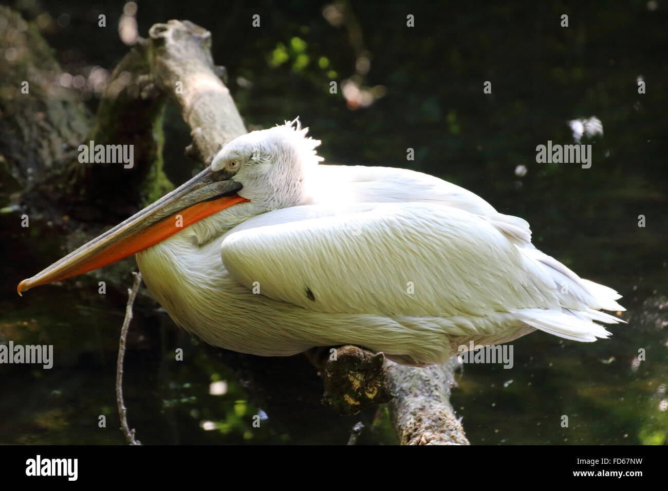 Ein Pelikan ruht auf einem Ast in der Nähe des Teiches Stockfoto