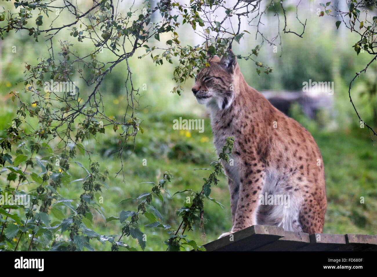 Nördlichen Luchs (Felis Lynx Lynx) Stockfoto