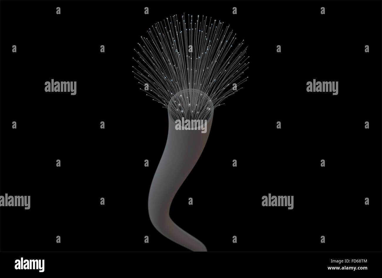 Ein Makro-Blick auf ein Glasfaserkabel auf einem dunklen Studio-Hintergrund Stockfoto Ein Makro-Blick auf ein Glasfaserkabel auf einem dunklen Studio-Hintergrund Stockfoto