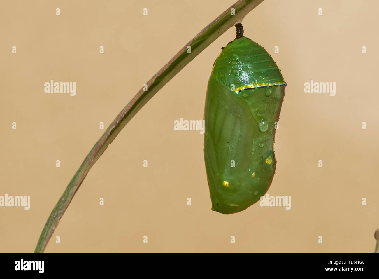 Monarchfalter (Danaus Plexippus), Chrysallis, Benalmadena, Provinz Malaga, Andalusien, Spanien Stockfoto