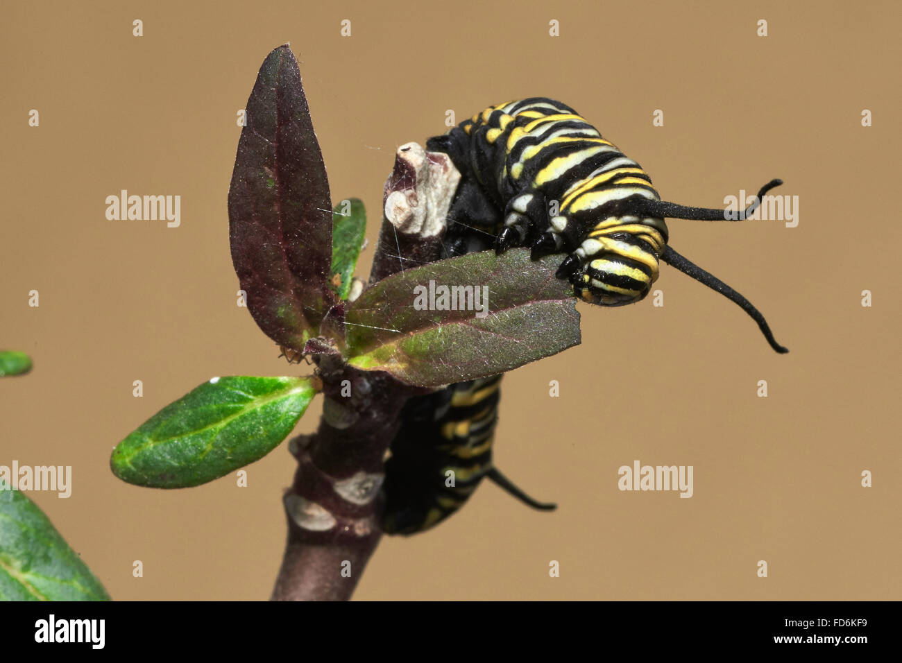 Caterpillar der Monarchfalter, Asclepia Curassavica, Monarchfalter (Danaus Plexippus), Chrysallis, Benalmadena, Malag Stockfoto