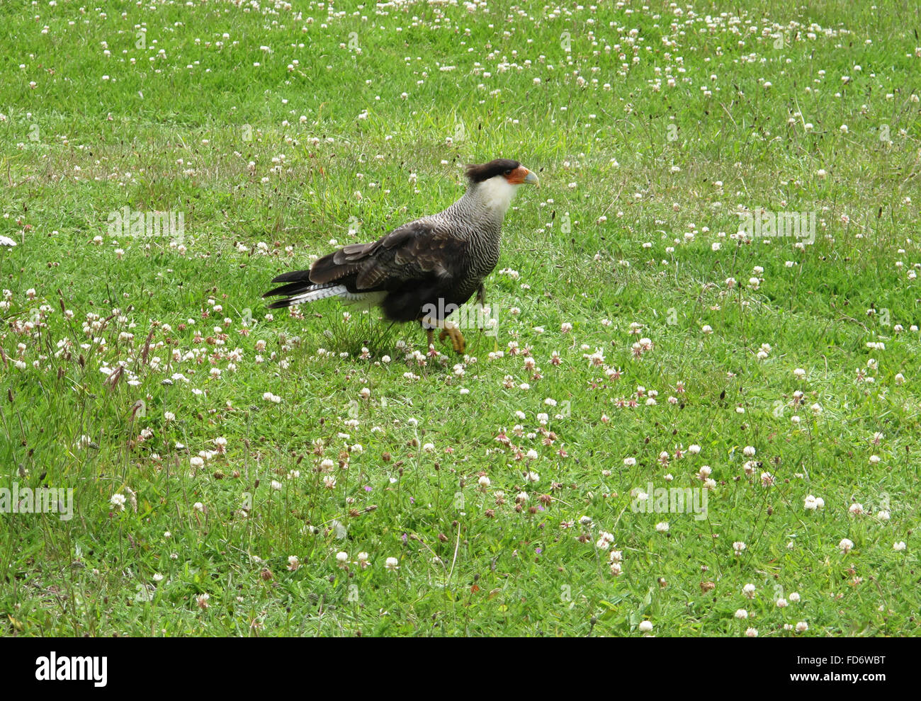 Patagonische Falke auf grünem Grund. Carancho. Horizontale. Stockfoto