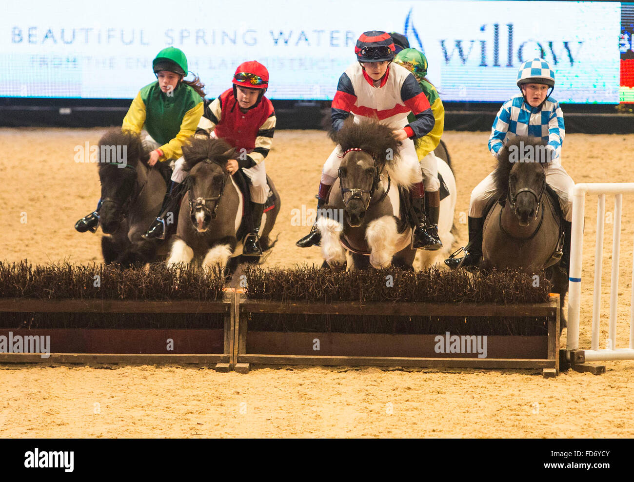 Liverpool International Horse Show heute (Mittwoch, 1. März 16). Das Shetland Grand National findet statt Stockfoto