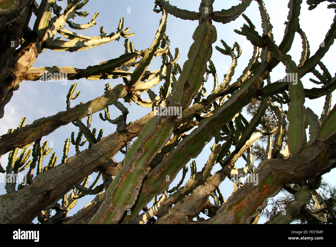 Blick von innen die Arme eines riesigen Kaktus Stockfoto