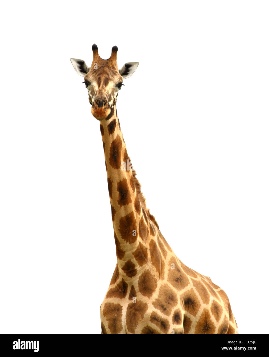 Eine Giraffe, isoliert gegen weiß, schaut in die Kamera Stockfoto