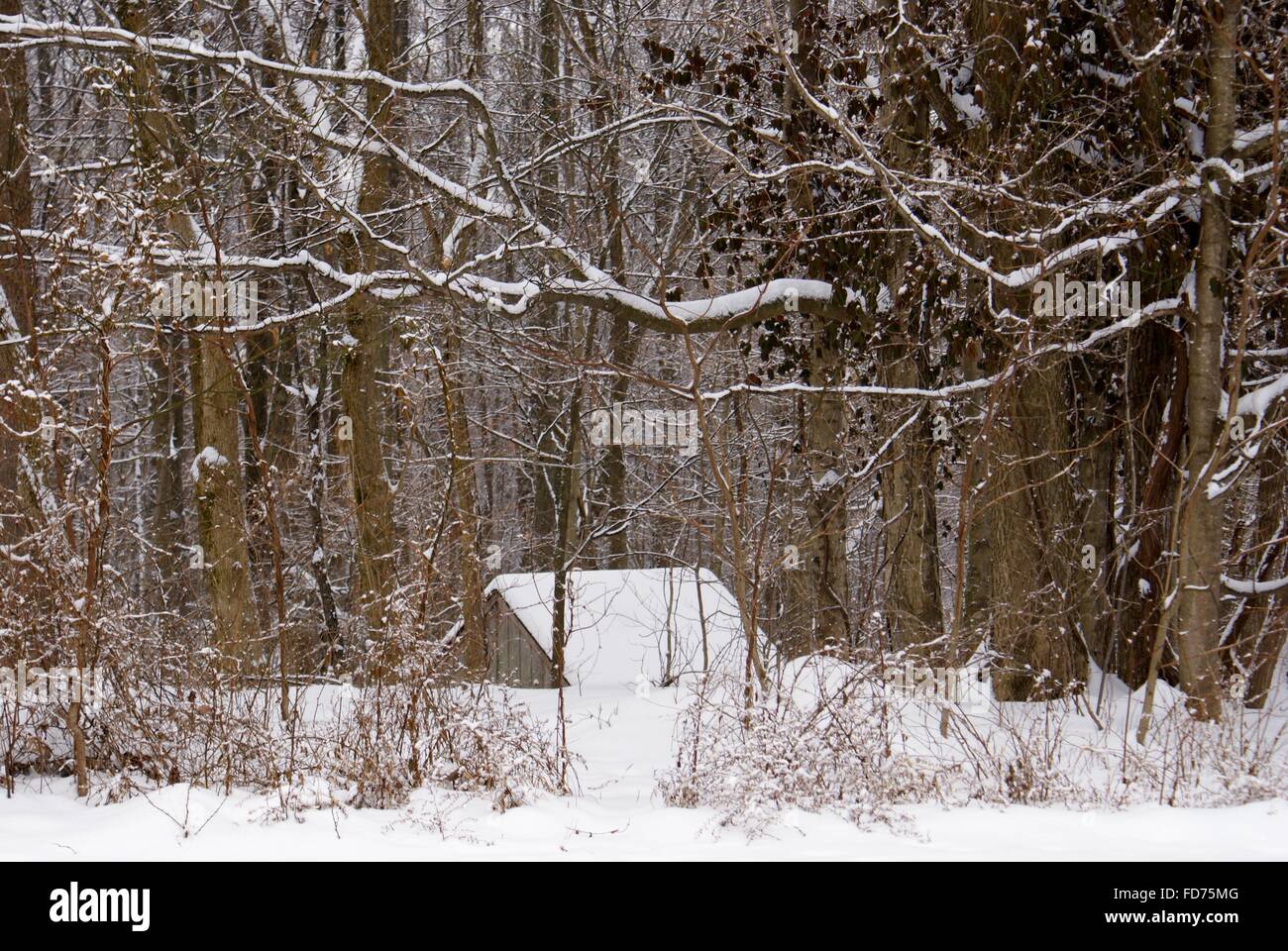 Ein Blick auf eine Hütte im Wald nur über die Hügel an einem verschneiten Tag. Stockfoto
