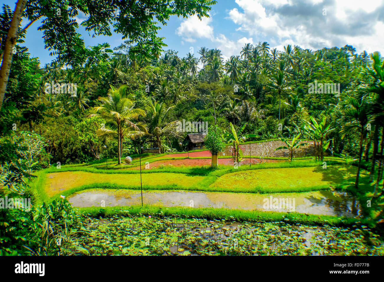 Reis Terrassen mit Palmen, Landwirtschaft, Landschaft, Ubud, Bali, Indonesien, Asien Stockfoto