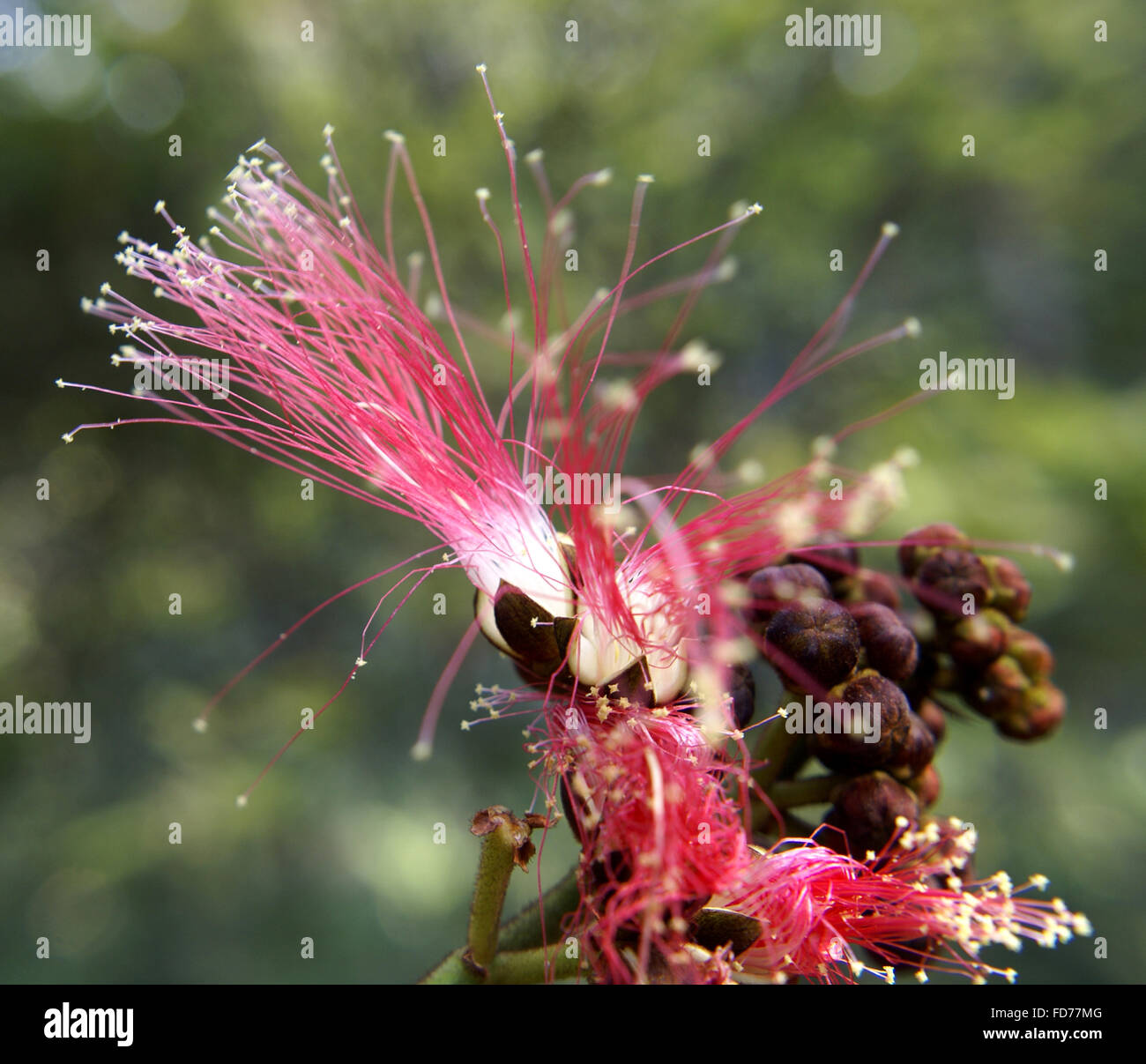 Calliandra Calothyrsus, Powderpuff, rote Calliandra, ehemals Calliandra Houstoniana var. Calothyrsus, Strauch bis kleiner Baum aus Stockfoto