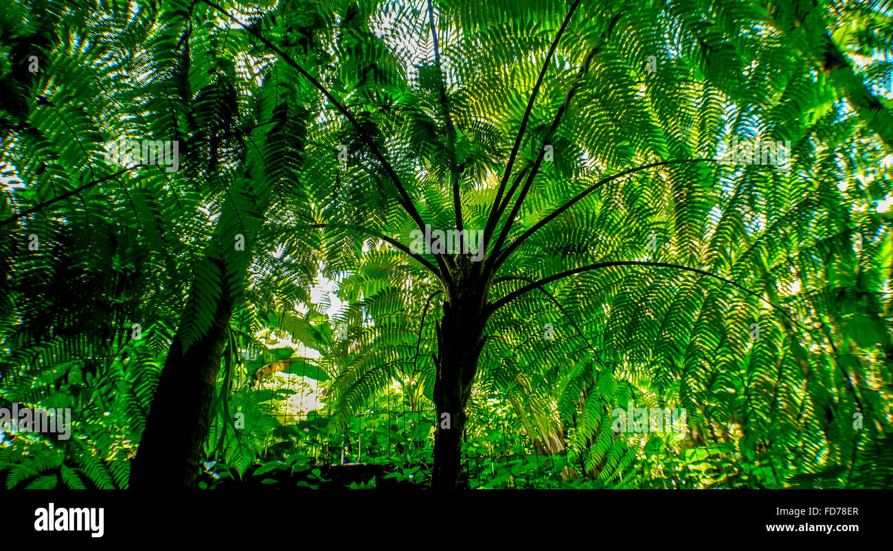 grünen Dschungel hinter einem Netz, Palmwedel, Palmblätter, üppigen Vegetation, Ubud, Bali, Indonesien, Asien Stockfoto