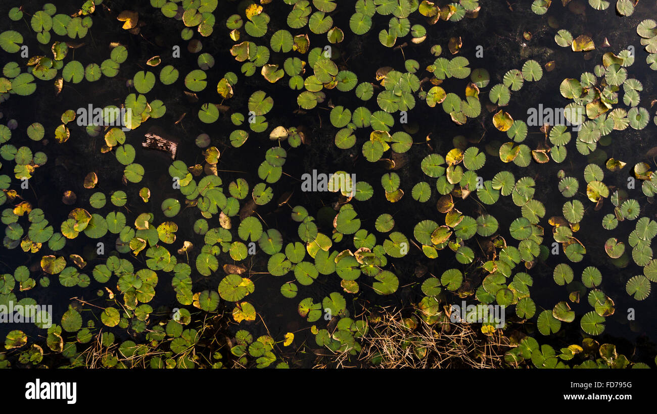 Draufsicht der Seerosen im flachen Sumpf Wasser Stockfoto