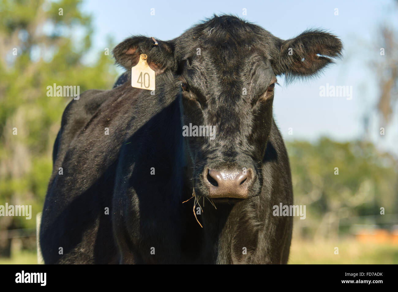 Angus-Rinder auf der Weide Stockfoto