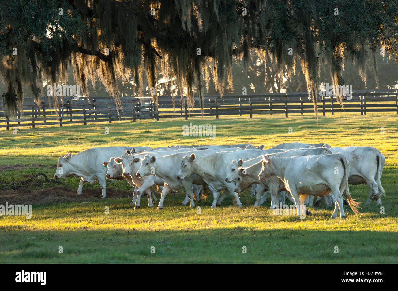 Charolais Rinderherde auf Rasen Weide Stockfoto