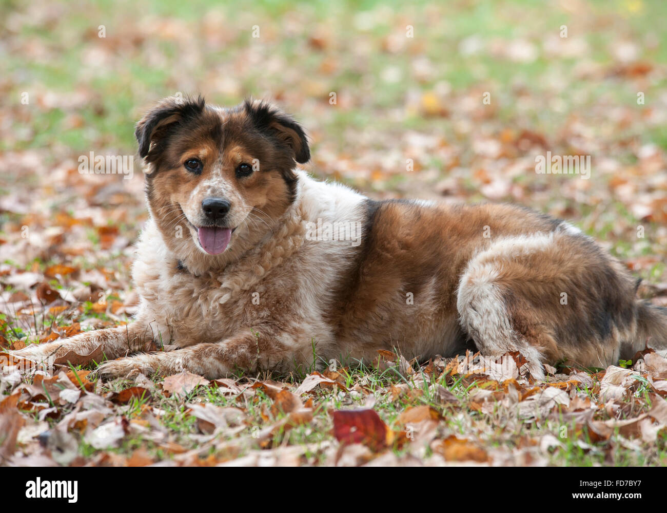 Mischling Hund liegend, Gras und Blätter Stockfoto