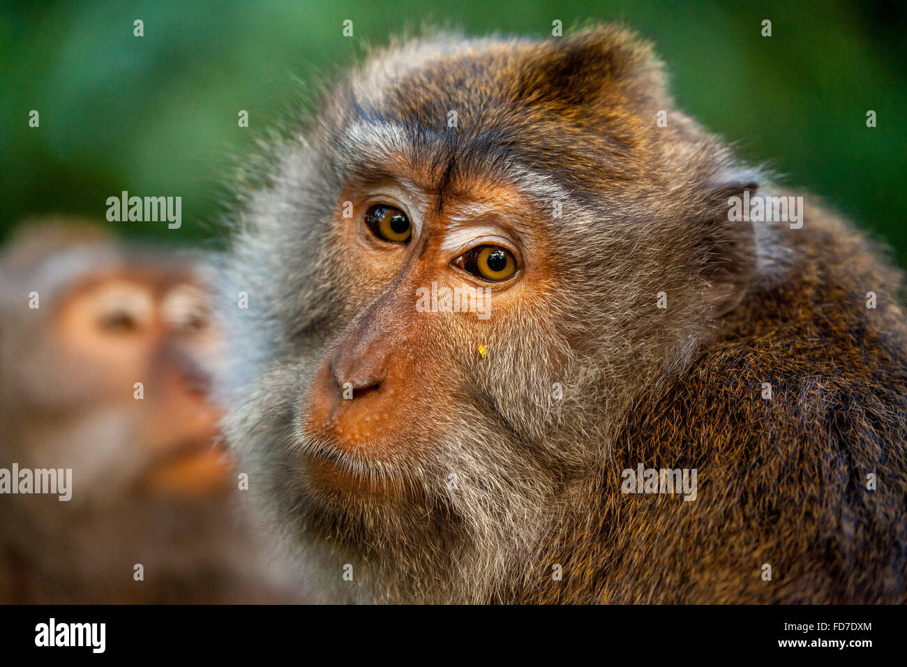 Long-tailed Macaque (Macaca Fascicularis) Affen Familie mit Babys, Baby Affe, Steinmauer, Ubud Affenwald, Heilige Affen Stockfoto