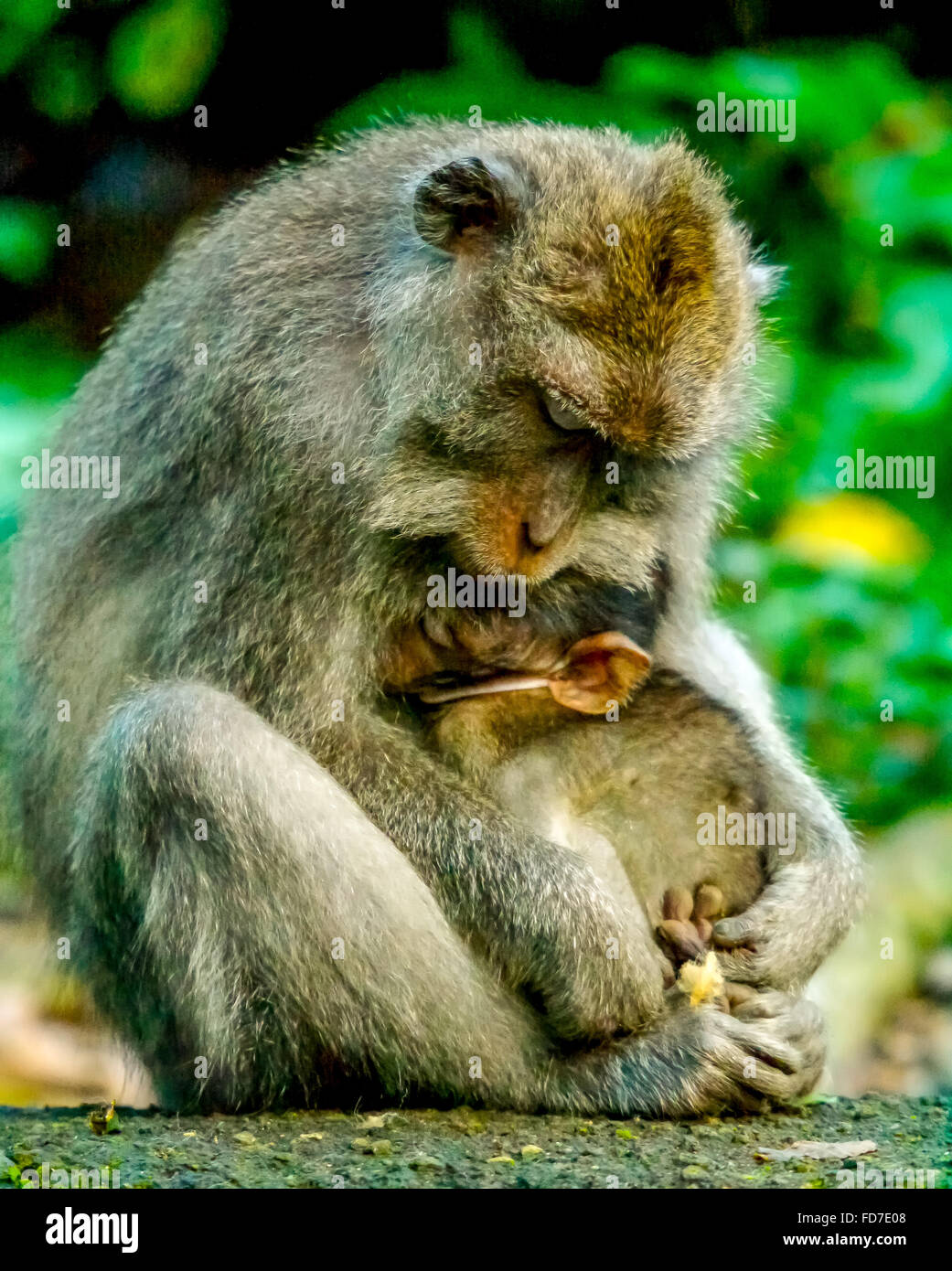 Long-tailed Macaque (Macaca Fascicularis) Affen Familie mit Babys, Baby Affe, Steinmauer, Ubud Affenwald, Heilige Affen Stockfoto
