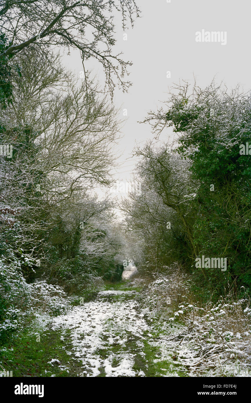 Leichten Abstauben von Schnee auf Waldweg in Cambridgeshire Stockfoto