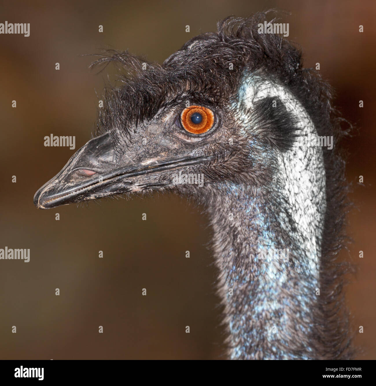 Eine australische Eingeborene, Emu, einem großen flugunfähigen Vogel. Stockfoto
