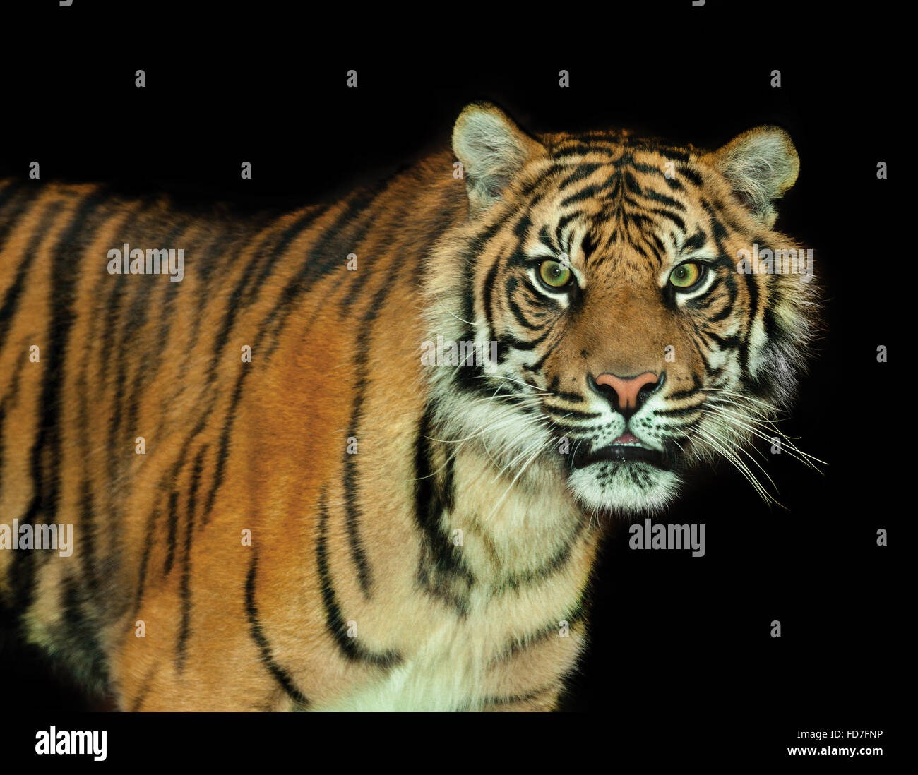 Der Sumatra-Tiger ist eine seltene Tiger-Unterart, die in der indonesischen Insel Sumatra lebt. Es wurde als kritisch En eingestuft. Stockfoto