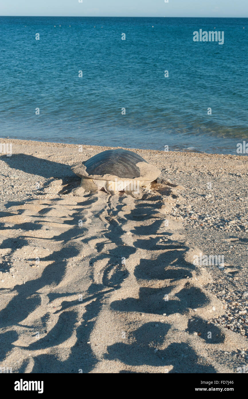 Australische Flatback-Schildkröte (Natator Depressus), endemisch, Weiblich, die Rückkehr zum Meer nach Verschachtelung, Western Australia Stockfoto