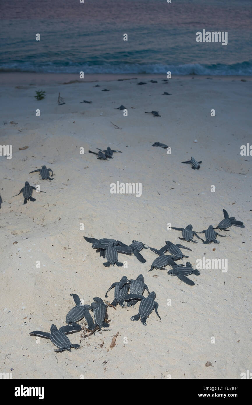 vom Aussterben bedrohte Lederschildkröten Meeresschildkröte Jungtiere, Dermochelys Coriacea, entstehende Nest nach dem Schlupf, Dominikanische Republik Stockfoto