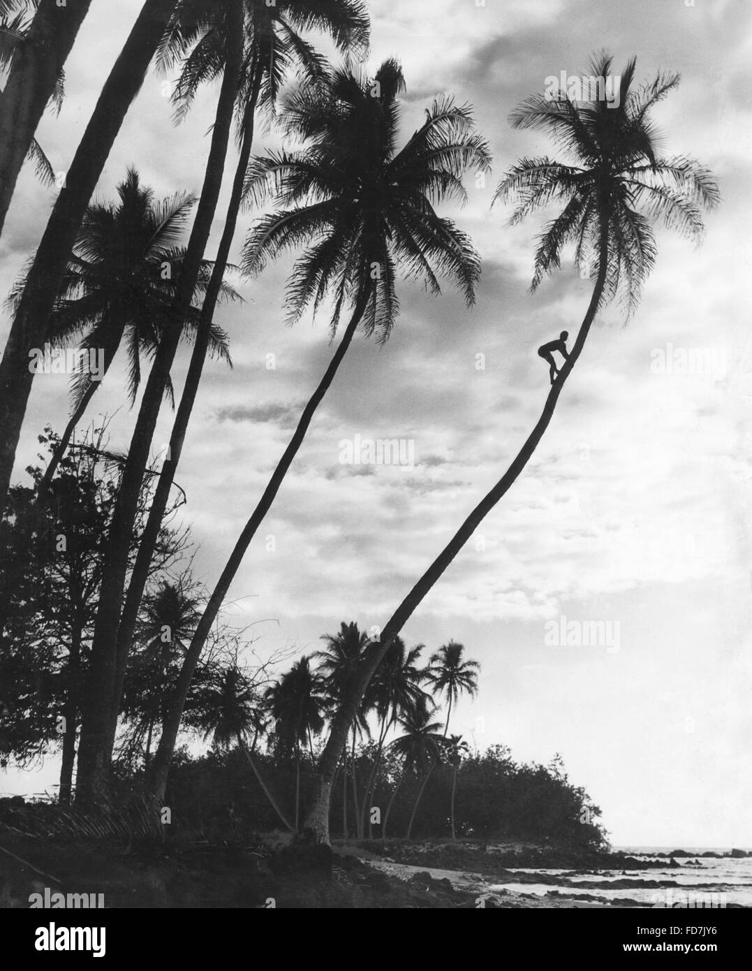 Palmen auf Hawaii, 1930er Jahre Stockfoto