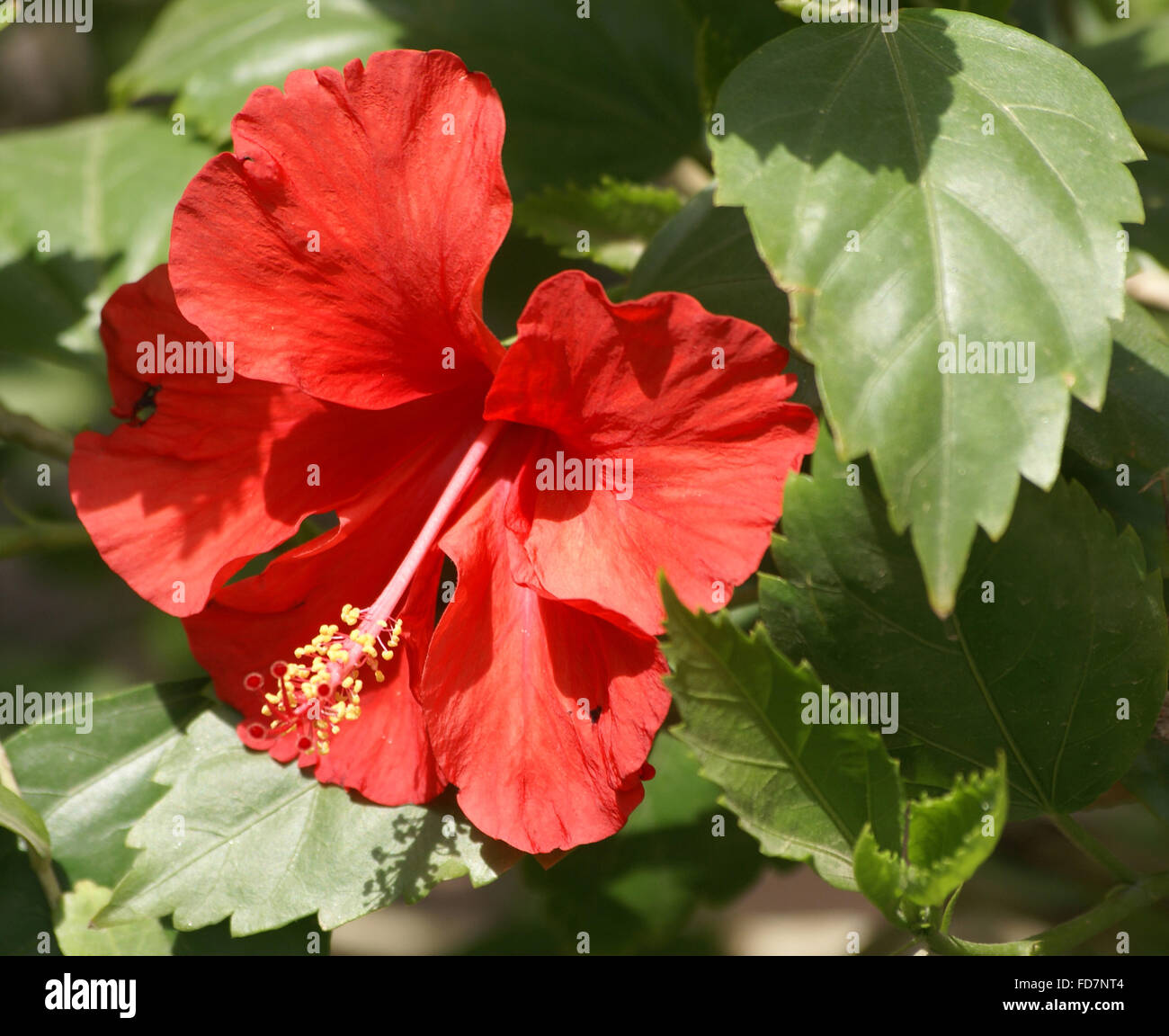 Hibiscus Rosa-Sinensis, China Rose, immergrüner Zierstrauch oder kleiner Baum mit eiförmig gezahnte Blätter und rote Blumen Stockfoto