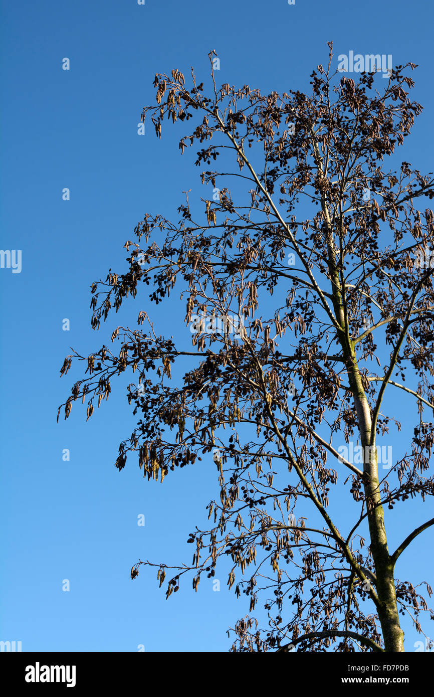 Erle Baum im Winter, UK Stockfotografie Alamy