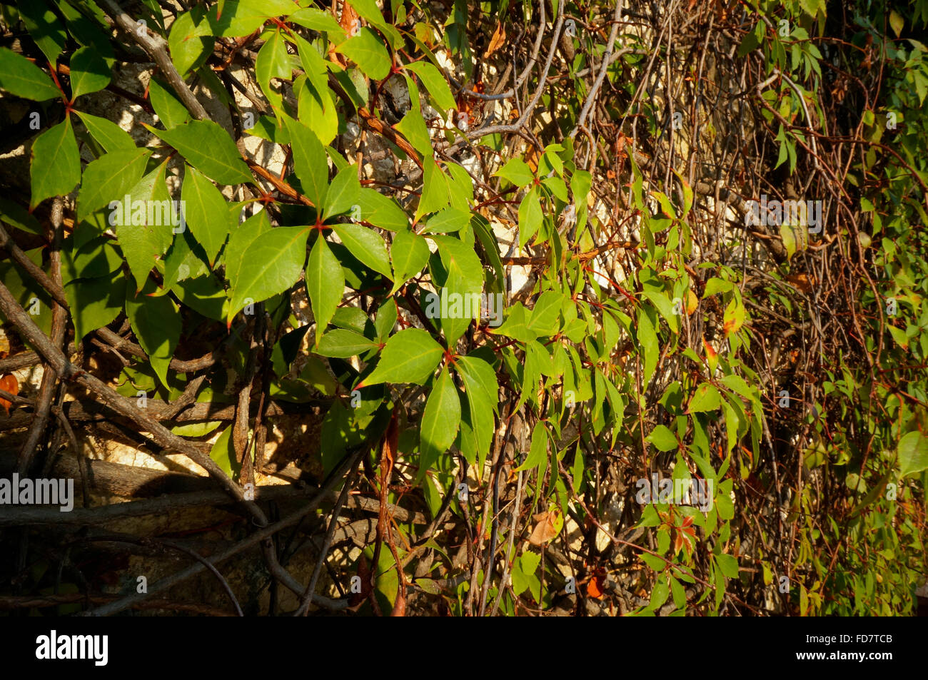 Wildem Wein (Parthenocissus Quinquefolia) hat handförmig zusammengesetzte Blätter. Weinbau auf Wand in Mexiko. Stockfoto