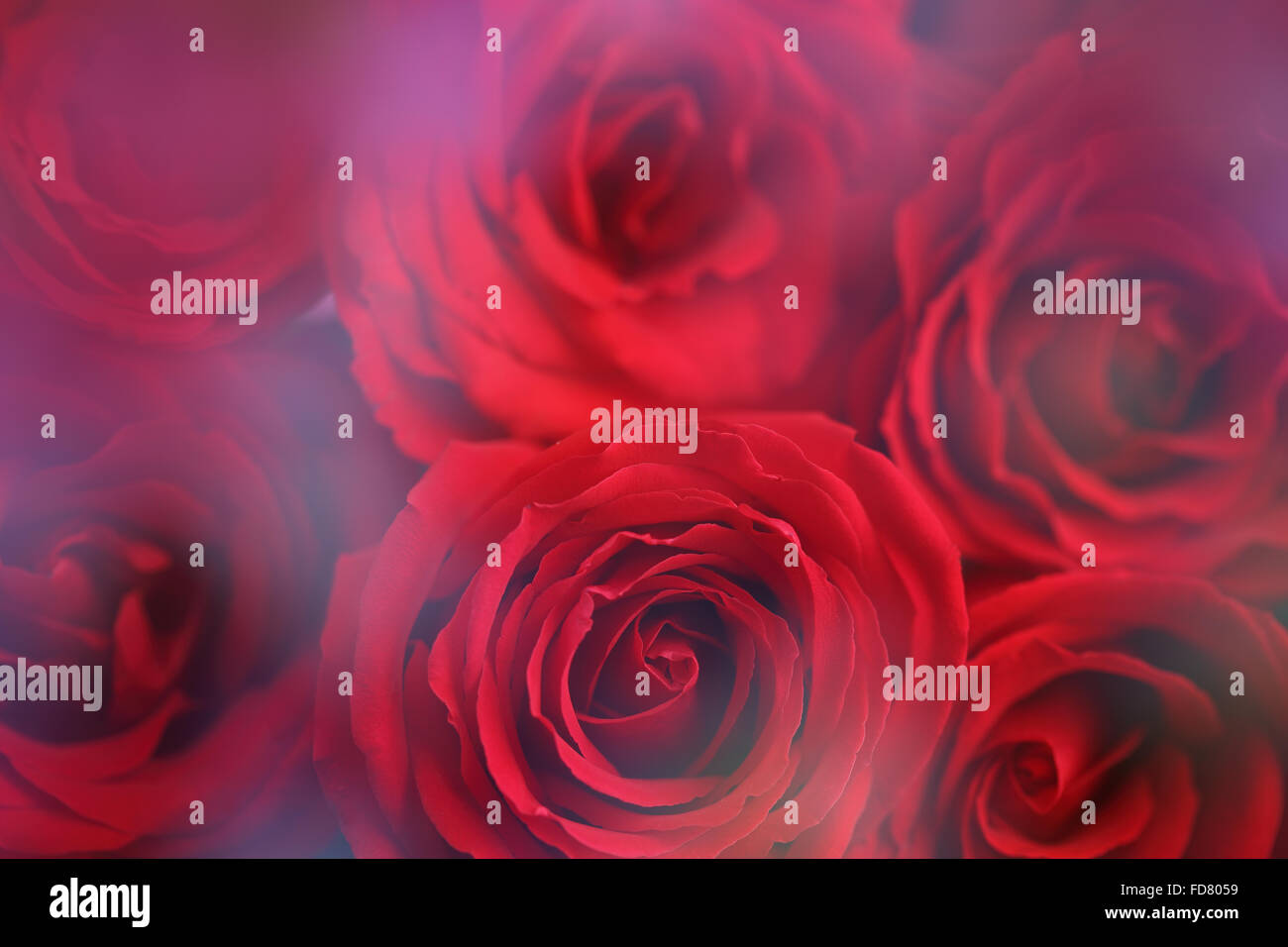 Rote Rosen-Hintergrund Stockfoto
