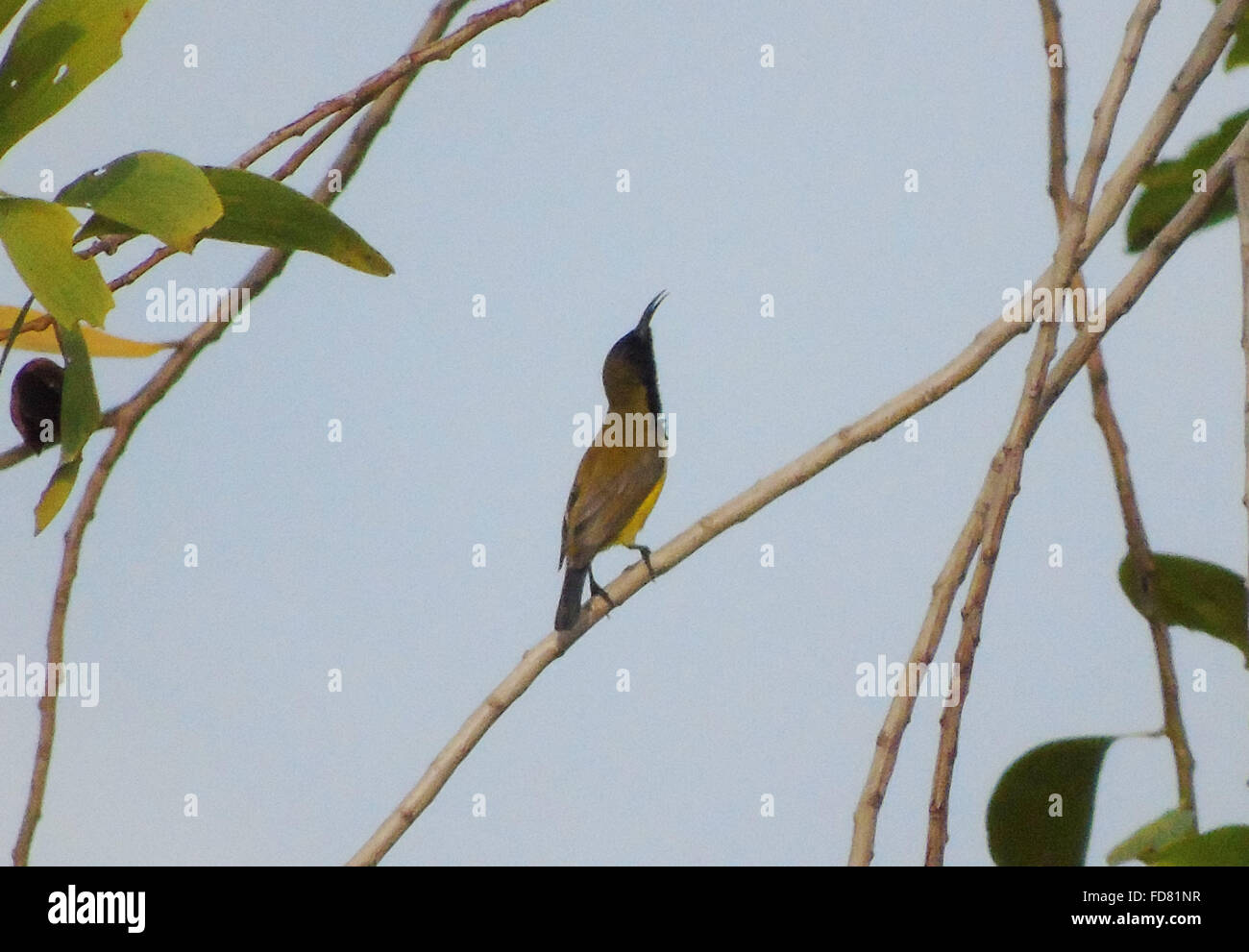 Bintan, Riau-Inseln, Indonesien. 29. Januar 2016. BINTAN, Indonesien - 29. Januar: Adie Olive-backed Sunbird (Cinnyris Graphik) gesehen bei Tanjungpinang Wald am 29. Januar 2016 in Bintan Island, Indonesien. Die Sunbirds sind eine Gruppe von sehr kleinen alten Welt passerine Vögel, die weitgehend ernähren sich von Nektar, obwohl sie auch Insekten, nehmen vor allem wenn junge füttern. Ihr Flug ist schnell und direkt auf ihren kurzen Flügeln. Die meisten Arten können Nektar zu nehmen, indem Sie den Cursor, aber in der Regel um die meiste Zeit füttern Barsch. © Sijori Bilder/ZUMA Draht/Alamy Live-Nachrichten Stockfoto