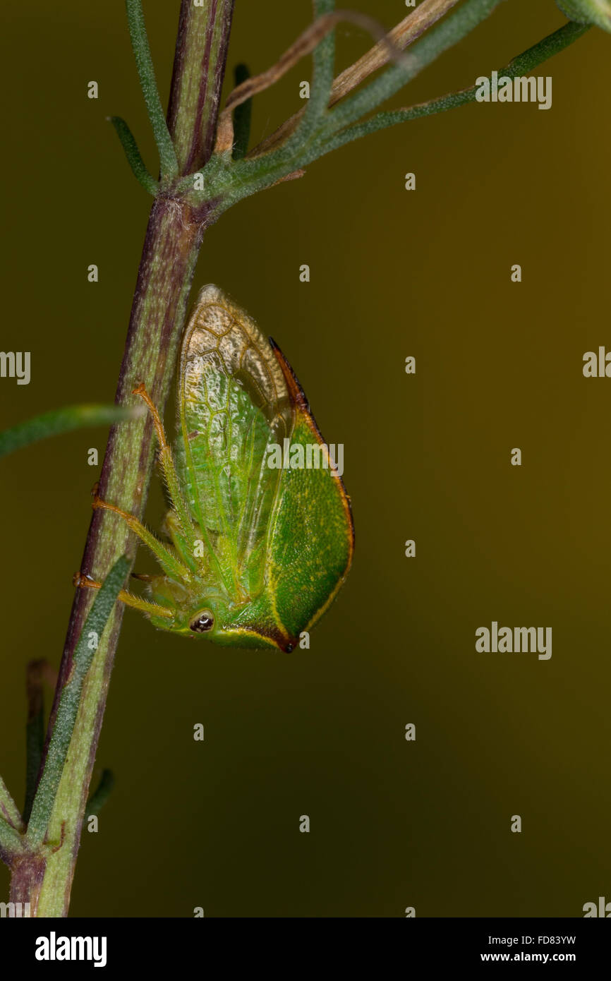 Büffelzirpe, Büffelzikade, hörten Büffelzikade, Stictocephala Bisonia, Ceresa Bisonia, Buffalo Treehopper Cérèse Buffle, Stockfoto