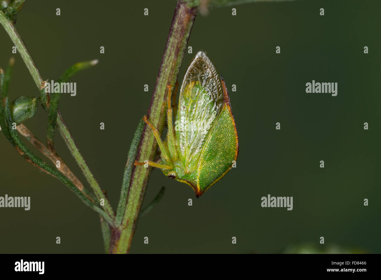 Büffelzirpe, Büffelzikade, hörten Büffelzikade, Stictocephala Bisonia, Ceresa Bisonia, Buffalo Treehopper Cérèse Buffle, Stockfoto