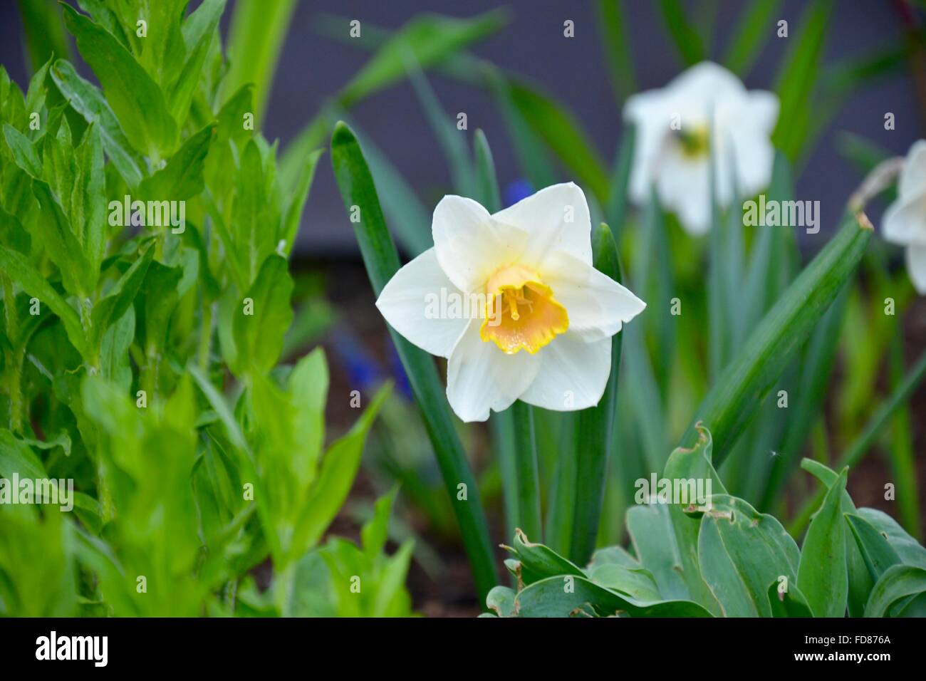 Dieses schöne Narzissen fotografiert wurde in einem Garten in Jackson Hole, Wyoming. Stockfoto